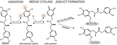 Nordihydroguaiaretic Acid: From Herbal Medicine to Clinical Development for Cancer and Chronic Diseases